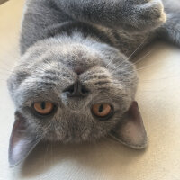 British Shorthair, Kedi  Vera fotoğrafı