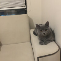 British Shorthair, Kedi  Vera fotoğrafı