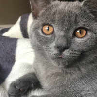 British Shorthair, Kedi  Vera fotoğrafı