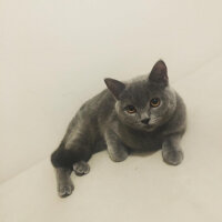 British Shorthair, Kedi  Vera fotoğrafı