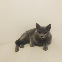 British Shorthair, Kedi  Vera fotoğrafı