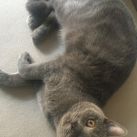 British Shorthair, Kedi  Vera fotoğrafı