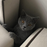 British Shorthair, Kedi  Vera fotoğrafı