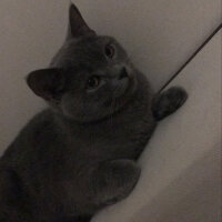 British Shorthair, Kedi  Vera fotoğrafı