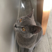 British Shorthair, Kedi  Vera fotoğrafı