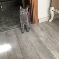 British Shorthair, Kedi  Vera fotoğrafı