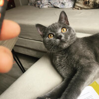 British Shorthair, Kedi  Vera fotoğrafı