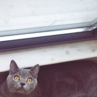 British Shorthair, Kedi  Vera fotoğrafı