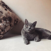 British Shorthair, Kedi  Vera fotoğrafı