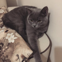 British Shorthair, Kedi  Vera fotoğrafı