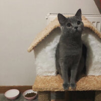 British Shorthair, Kedi  Vera fotoğrafı