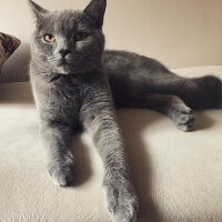 British Shorthair, Kedi  Vera fotoğrafı