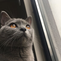 British Shorthair, Kedi  Vera fotoğrafı