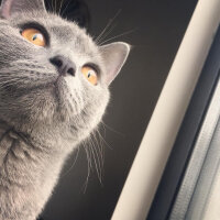 British Shorthair, Kedi  Vera fotoğrafı