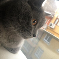 British Shorthair, Kedi  Vera fotoğrafı