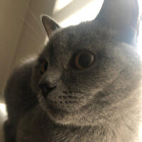 British Shorthair, Kedi  Vera fotoğrafı