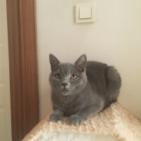 British Shorthair, Kedi  Vera fotoğrafı