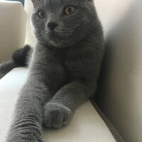 British Shorthair, Kedi  Vera fotoğrafı