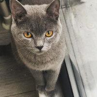 British Shorthair, Kedi  Vera fotoğrafı