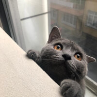 British Shorthair, Kedi  Vera fotoğrafı