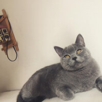 British Shorthair, Kedi  Vera fotoğrafı