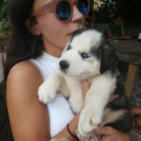 Sibirya Kurdu (Husky), Köpek  Zeus fotoğrafı
