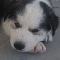 Sibirya Kurdu (Husky), Köpek  Zeus fotoğrafı