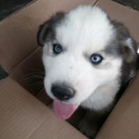 Sibirya Kurdu (Husky), Köpek  Zeus fotoğrafı