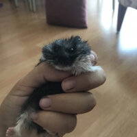 Hamster, Kemirgen  Lidya fotoğrafı