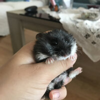 Hamster, Kemirgen  Lidya fotoğrafı