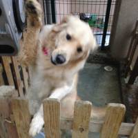 Golden Retriever, Köpek  Wisky fotoğrafı