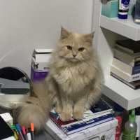 Chinchilla, Kedi  Hera fotoğrafı