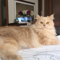 Chinchilla, Kedi  Hera fotoğrafı