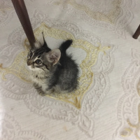 Tekir Kedi, Kedi  Bade fotoğrafı