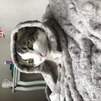 Tekir Kedi, Kedi  Osman fotoğrafı