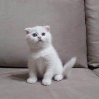 Scottish Fold, Kedi  Bulut fotoğrafı