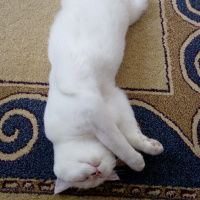 Scottish Fold, Kedi  Bulut fotoğrafı