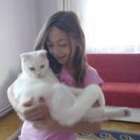 Scottish Fold, Kedi  Bulut fotoğrafı