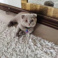 Scottish Fold, Kedi  şila fotoğrafı