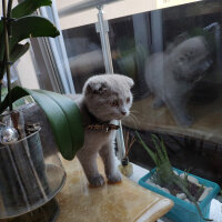 Scottish Fold, Kedi  şila fotoğrafı