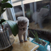 Scottish Fold, Kedi  şila fotoğrafı