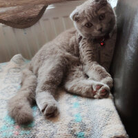 Scottish Fold, Kedi  şila fotoğrafı