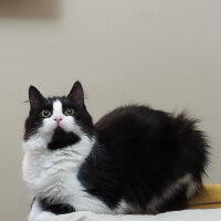 Tuxedo (Smokin) Kedi, Kedi  Oreo fotoğrafı