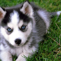 Sibirya Kurdu (Husky), Köpek  Husky fotoğrafı