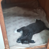 Chihuahua, Köpek  Gümüş fotoğrafı