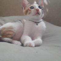 Tekir Kedi, Kedi  Mujgan fotoğrafı