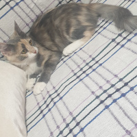 Tekir Kedi, Kedi  Sis fotoğrafı