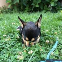 Chihuahua, Köpek  Murphy fotoğrafı