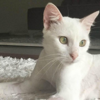 Van Kedisi, Kedi  Bihter fotoğrafı