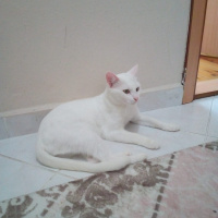 Van Kedisi, Kedi  Bihter fotoğrafı